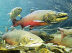 fish thumbnail graphic